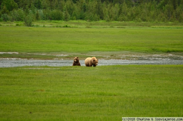 Lake Clark National Park, Alaska
Osos grizzlies en Lake Clark.
