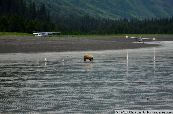 Chinitna Bay, Lake Clark National Park, Alaska
Oso grizzly buscando almejas en la playa en Chinitna Bay, Lake Clark National Park.
