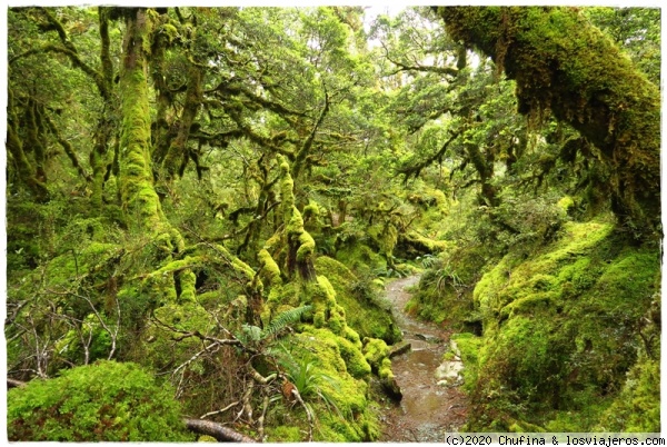 Routeburn Track - bosque
La zona del Lake McKenzie tiene bosques increíbles que parecen sacados de un cuento.
