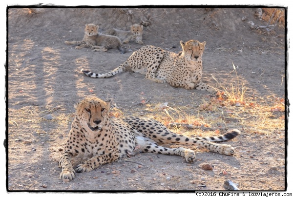 Familia de guepardos
Papá, mamá y sus crías en la reserva Otjitotongwe, en Damaraland.
