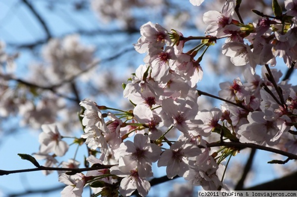 Sakura
En Japón, el sakura (la floración de los cerezos) es todo un acontecimiento, y lo más típico son los hanamis o picnics bajo los árboles.
