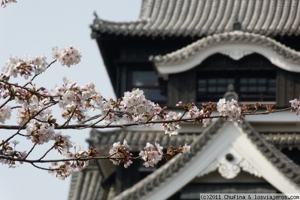 Castillo de Kumamoto
El castillo de Kumamoto es impresionante, pero en época de sakura todavía más.
