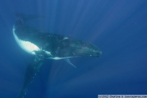 Nadando con ballenas jorobadas
Tonga es uno de los poquísimos sitios del mundo donde se puede nadar entre ballenas jorobadas, y es una experiencia increíble.
