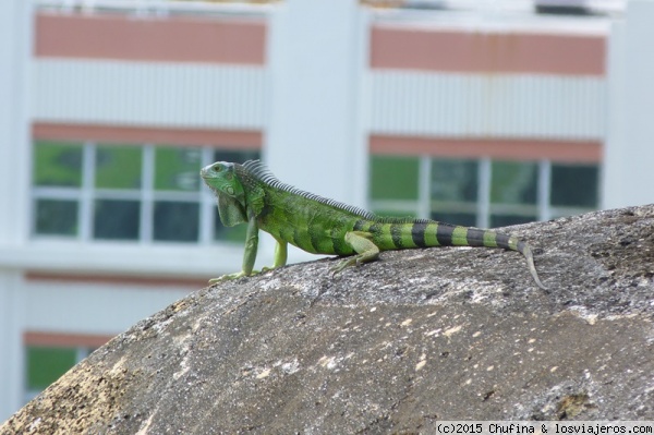 Iguana
Una iguana pequeñita al sol de Puerto Rico
