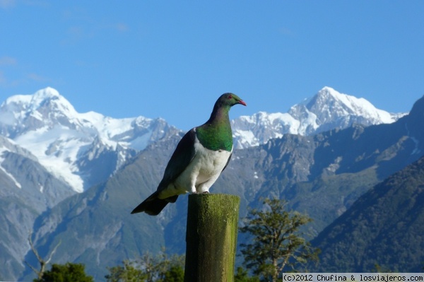 Kererū - Nueva Zelanda