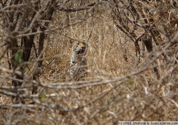 Alguien ve un leopardo?
Este es el primer leopardo que vimos en Kruger, y fue de casualidad.
