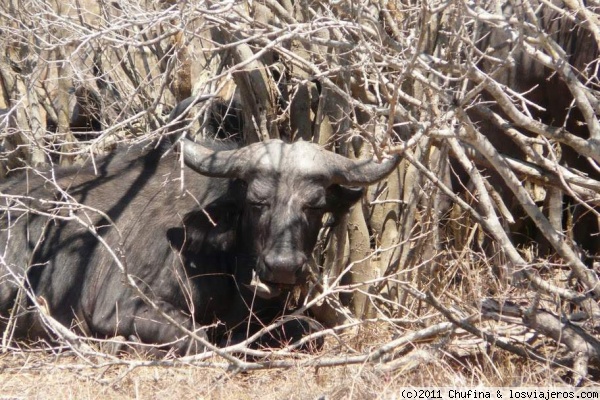 El búfalo y su dentista
El dentista se llama red-billed oxpecker y tiene consulta en Kruger :)
