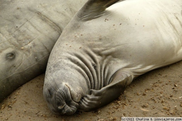 E-Seals en California
Junto al faro de Piedras Blancas, en el Big Sur, hay una colonia casi permanente de elefantes marinos que merecen una visita.
