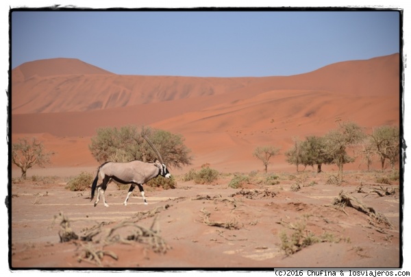Vida en el desierto
Los orix son uno de los pocos animales que sobrevive a las duras condiciones del desierto rojo namibio.
