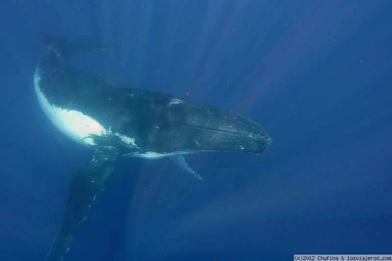 Travel to  Tonga - Nadando con ballenas jorobadas