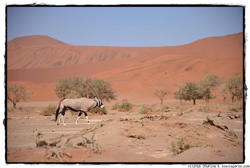 Forum of Desierto Del Namib: Vida en el desierto