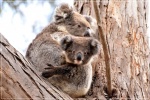 Koala en Kangaroo Island (3)