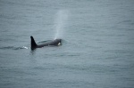 Orca en Kenai Fjords National Park, Alaska