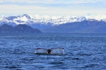 Ballena jorobada en Prince William Sound, Alaska