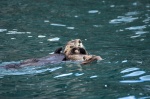 Sea otter & baby
Alaska, otter, baby, nutrias, marinas, posiblemente, bichos, más, adorables, puede, crías, como, esta, permanecen, sobre, madre, durante, años