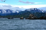 Gull island, Kachemak Bay State Park, Alaska
Gull, Kachemak, State, Park, Alaska, island