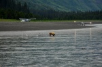 Chinitna Bay, Lake Clark National Park, Alaska
Chinitna, Lake, Clark, National, Park, Alaska, grizzly, buscando, almejas, playa
