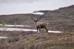 Caribou
Caribou, Denali, National, Park, Alaska, fácil, caribous