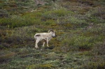 Dall sheep
Dall, Denali, Alaska, sheep, parque, nacional, creó, precisamente, para, proteger, esta, especie, oveja