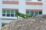 Iguana
Iguana, Puerto, Rico, iguana, pequeñita