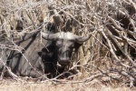 El búfalo y su dentista
Kruger, búfalo, dentista, llama, billed, oxpecker, tiene, consulta