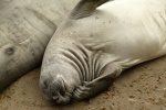 E-Seals en California