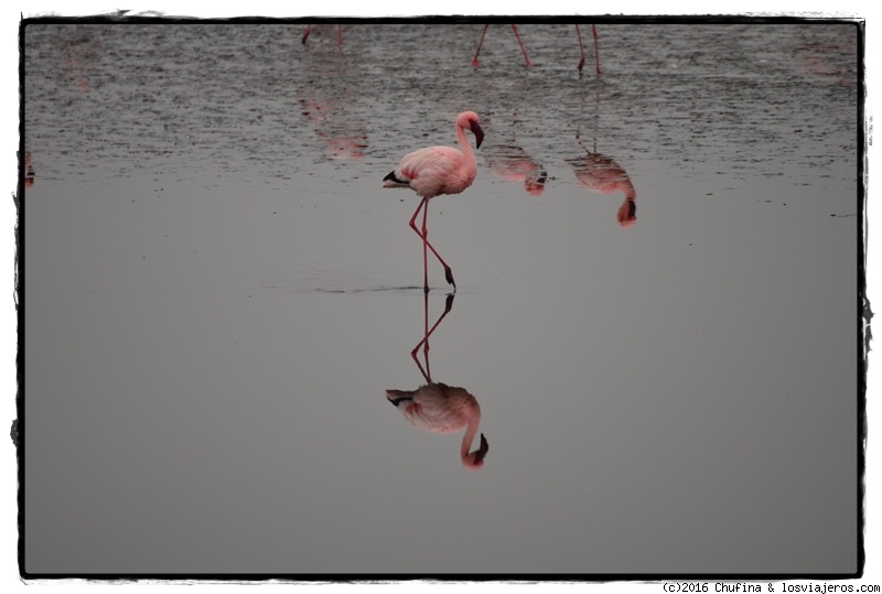 Foro de Walvis bay: Flamencos en Walvis Bay