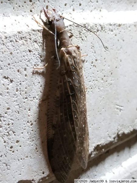 La machaca
de las maravillas de la naturaleza que uno se encuentra
