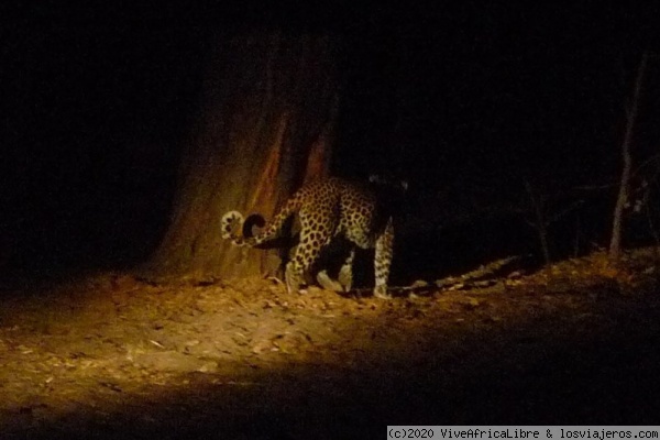 Leopardo en Magotho #7
Leopardo merodeando en el campamento de Magotho #7 / Delta del Okavango, Botswana
