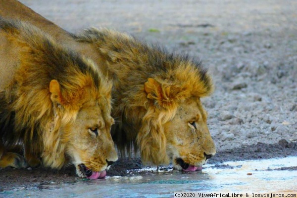 Pareja de leones en Kalahari.
Pareja de Leones, bebiendo agua en Sunday waterhole, Kalahari Botswana
