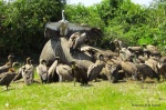 Buitres y elefante en Chobe N.P..