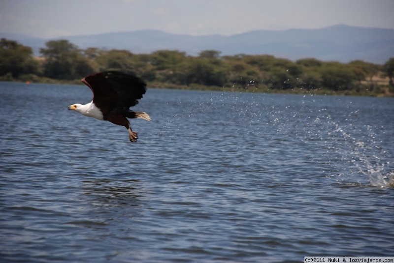 Foro de Naivasha en África del Este: Águila pescadora