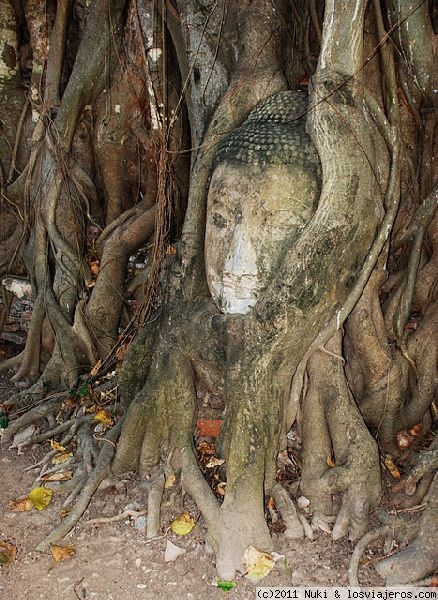 Cabeza de Buda
Ayutthaya
