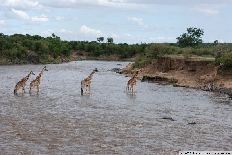 Viajar a  Kenia: Safari Kenia - Las jirafas también cruzan! :) (Safari Kenia)
