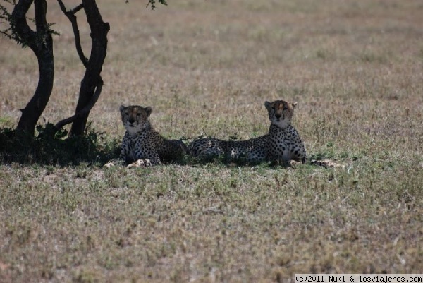 Siamesas
Serengeti, Tanzania
