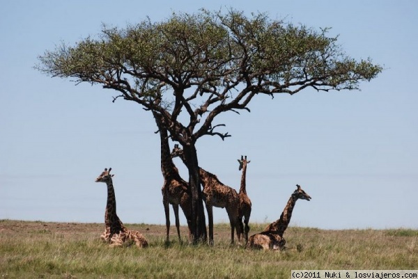 Descansando
Masai Mara, Kenia
