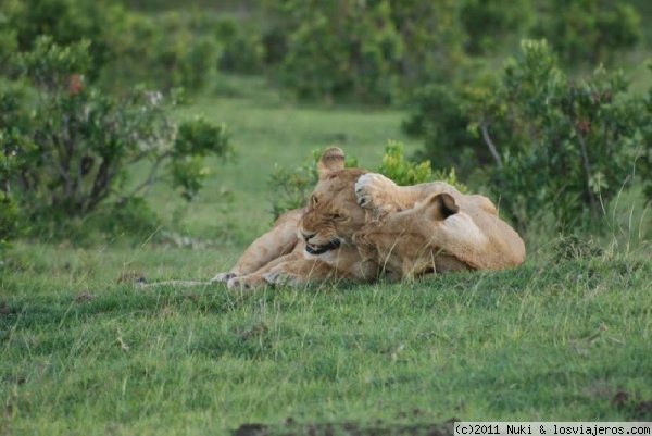 Jugando como gatitos!
Masai Mara, Kenia
