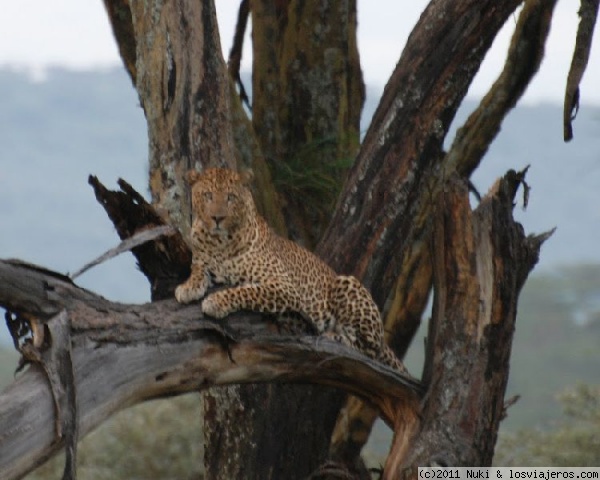 La perfección en la tierra
Nakuru, Kenia
