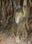 Cabeza de Buda
Cabeza, Buda, Ayutthaya