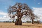 Baobabs