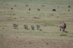 Los cuatro cerditos
Masai, Mara, Kenia, cuatro, cerditos