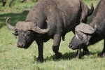 Búfalos
Búfalos, Masai, Mara, Kenia