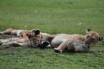 No me pongas la pierna encima!
Masai, Mara, Kenia, pongas, pierna, encima
