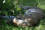 La siesta del Leopardo