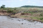Cruce del río Mara
Cruce, Mara, Masai, Kenia, río