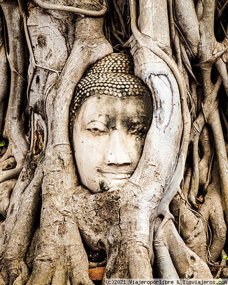 Ayutthaya
Cabeza de estatua de buda entre raíces.
