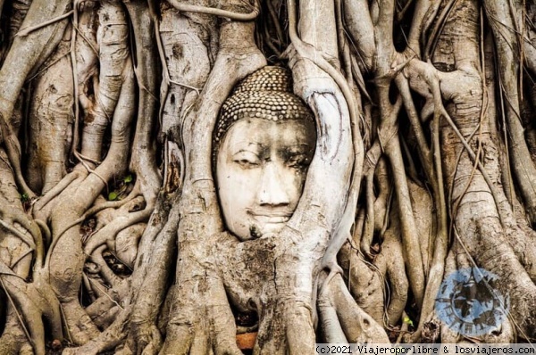 Templo de la Gran Reliquia. Wat Mahathat.
Bueno, pues es sencillo, con paciencia. Os explico, durante las invasiones birmanas que atacaban la capital del reino de Siam, por aquel momento Ayutthaya, los soldados birmanos tenían la fea costumbre de decapitar las estatuas que encontraban a su paso. Bien pues una de esas estatuas fue decapitada y su cabeza vino a caer a los pies de un joven árbol. Con el paso de los años este joven árbol creció y sus raíces fueron cubriendo la cabeza de la estatua de Buda.
