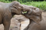 Elefantes en Chiang Mai
Chiang Mai, Tailandia, Elefantes, Turismo responsable,