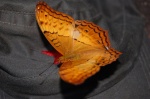 Mariposa tailandesa