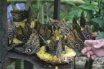 Mariposas del Café Doka